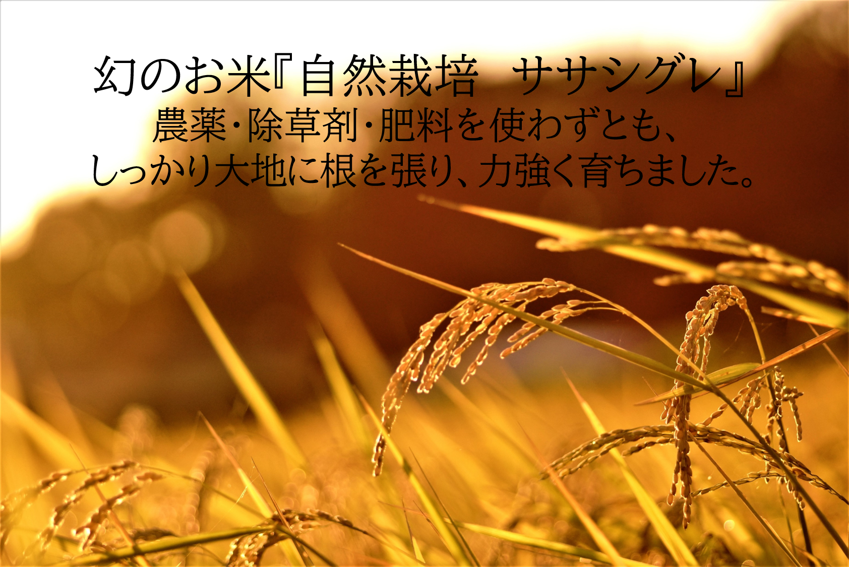 自然栽培米 幻の米 ササシグレ中米 令和５年産 山形県産 庄内米 玄米